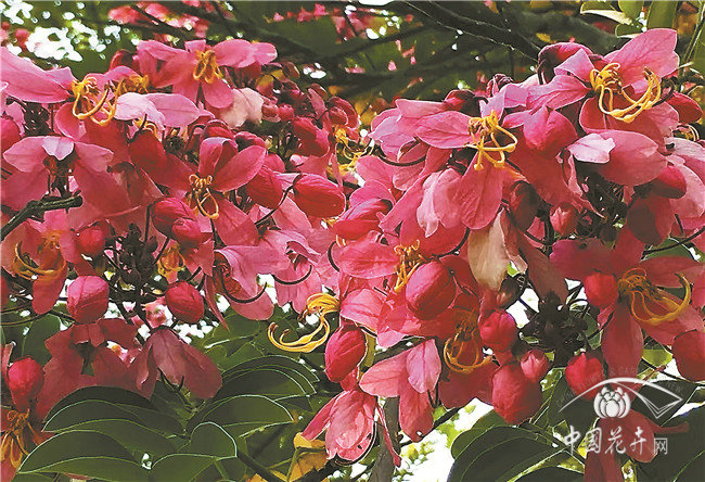 世界上開花最多的植物園？——西雙版納熱帶植物園